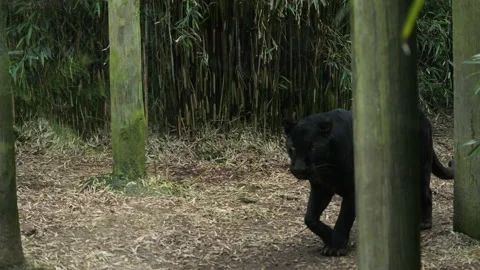 Panther 14 Stock Footage 197118310