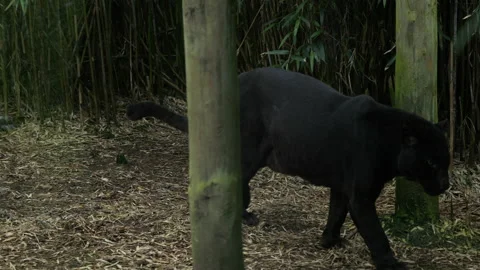 Panther 15 Stock Footage 197117836