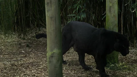 Panther 16 Stock Footage 197174527