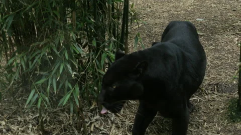 Panther 17 Stock Footage 197182906