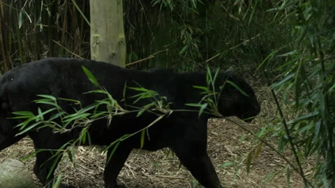 Panther 18 Stock Footage 197182813