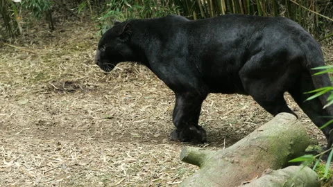 Panther 19 Stock Footage 197173036