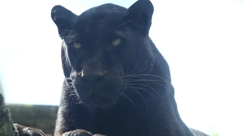 Panther 2 Stock Footage 197113145