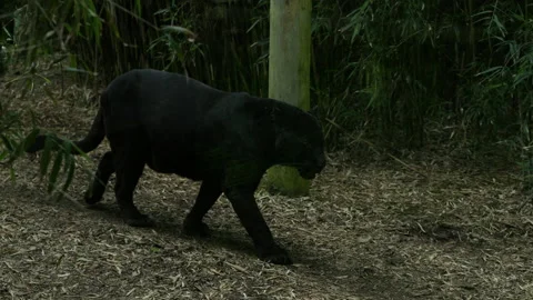 Panther 20 Stock Footage 197173654