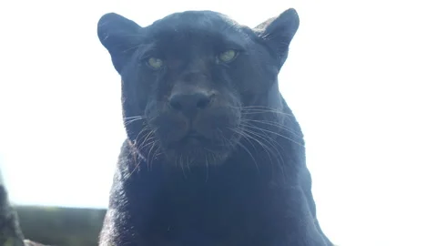 Panther 3 Stock Footage 197113395