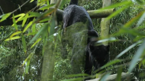 Panther 4 Stock Footage 197182404