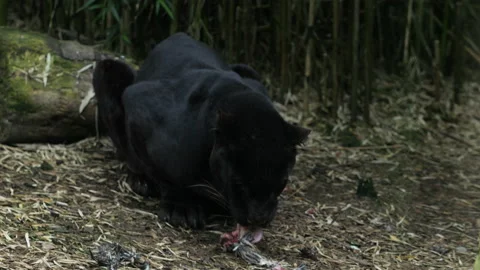 Panther 5 Stock Footage 197115356