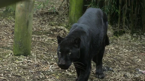 Panther 6 Stock Footage 197114272