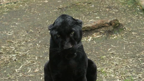 Panther 7 Stock Footage 197115748