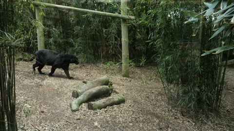 Panther 9 Stock Footage 197180973