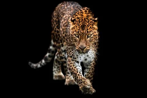 Panther with a black background Foto stock