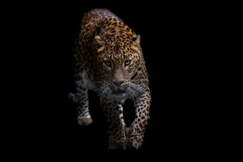 Panther with a black background Stock Photos