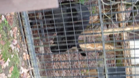 Panther in a cage vertical video Stock Footage 259124509