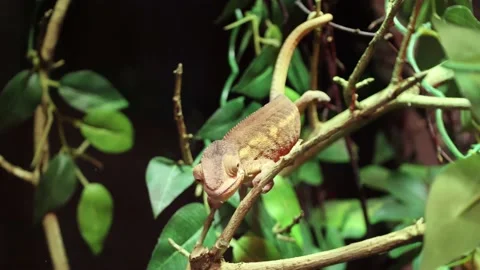 Panther Chameleon Changes Color Stock Footage 171756925
