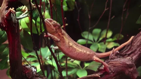 Panther Chameleon Climbing Stock Footage 171757341