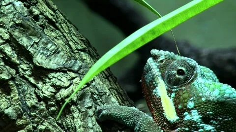 Panther Chameleon Stock Footage 797180