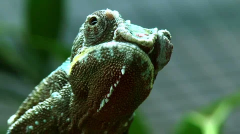 Panther chameleon Stock-Footage 941504