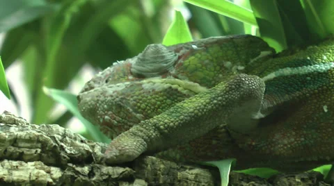 Panther chameleon Stock Footage 32282632