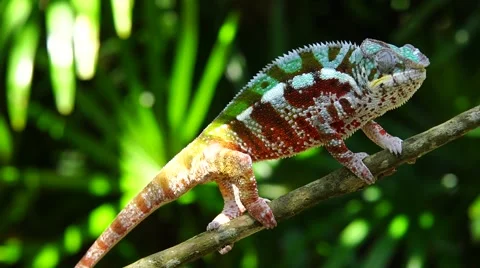 Panther Chameleon 스톡 동영상 58657331