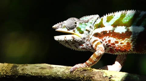 The Panther Chameleon 스톡 동영상 58657353
