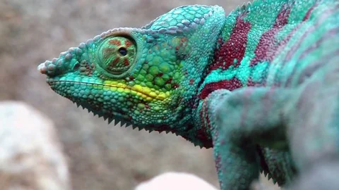 A Panther Chameleon Stock-Footage 74932158