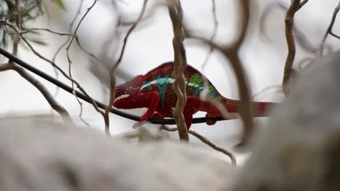 Panther Chameleon Low Angle Closeup View of Colorful Red Reptile on Zoo Wire Stock Footage 338372039