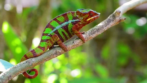 Panther Chameleon, Madagascar Stock Footage 71184232