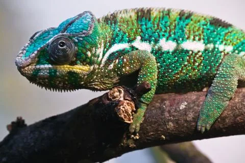 Panther chameleon Foto stock
