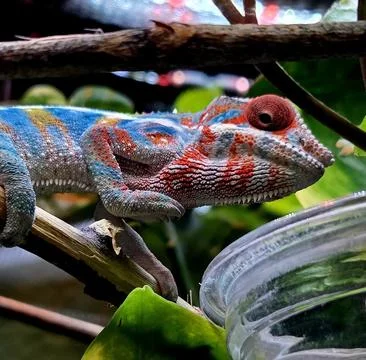 Panther Chameleon Profile Stock Photos
