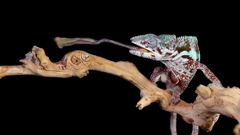 Panther Chameleon Shoots It's Tongue Out To Catch A Cricket Stock Footage