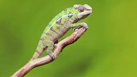 Panther chameleon2 HD 動画素材 84392737