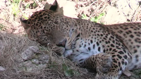 Panther, close-up, lying down Video stock 266824918