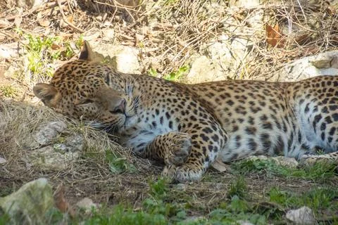 Panther, close-up, lying down Stock-Fotos