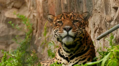 Panther Drinking from a Water Pipe Stock Footage 56593576