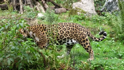 Panther Vídeos de archivo 210179949