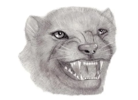 Panther Stock Illustration