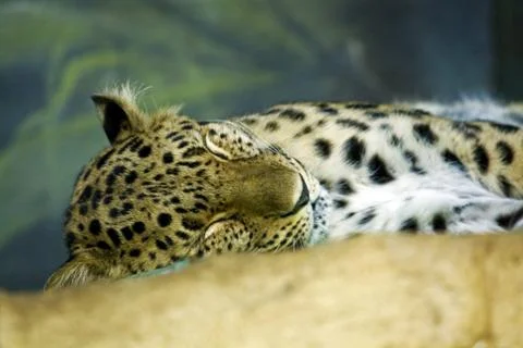 Panther Stock Photos