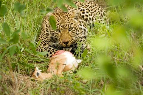 Panther with prey Foto stock