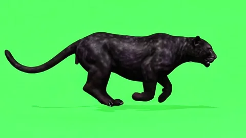 Panther running  continuously of the middle point in pure clean green screen Video stock 318391022