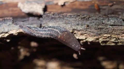 Panther Slug Crawls across Decaying Wood Showing Spotted Pattern and Moist Body Stock Footage 333174836