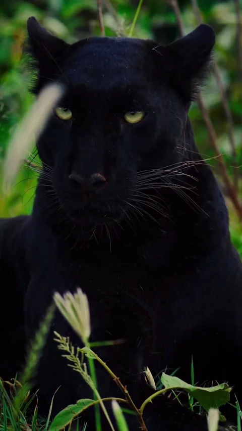 A panther in the wild Vídeo Stock 321750718