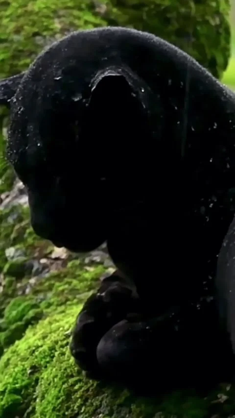 A panther in the wild Stock Footage 324777044