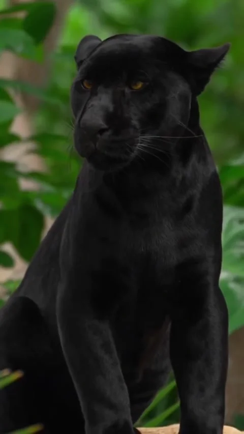 A panther in the wild Stock Footage 325589247