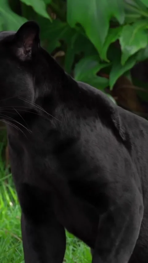 A panther in the wild Stock Footage 325589993