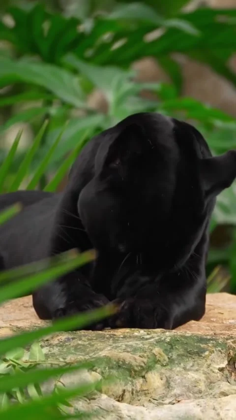 A panther in the wild Stock Footage 325591012