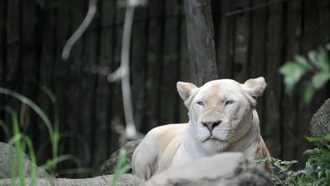 Panthera leo Stock-Footage 91694642