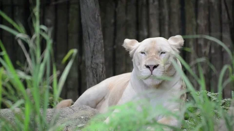 Panthera leo Video stock 91694665