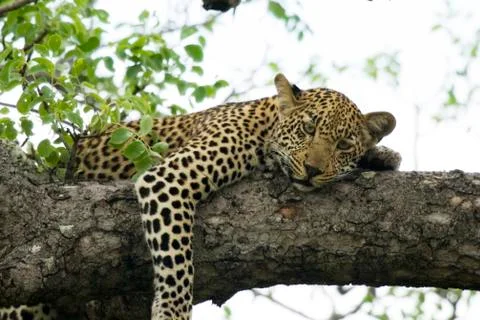 Panthera Stock Photos