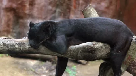 Panthera sleeps Stock Footage 10564078