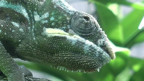 Pantherchameleon Stock Footage 159513310